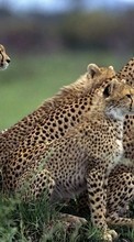 Baixar a imagem para celular Animais,Leopardo grátis.