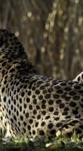Leopardo,Animais para Fly ERA Life 6 Quad IQ4503