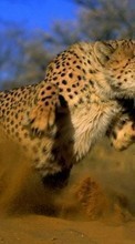 Baixar a imagem para celular Leopardo,Animais grátis.