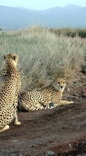 Baixar a imagem 1280x800 para celular Animais,Leopardo grátis.