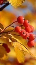Baixar a imagem para celular Plantas,Outono,Folhas,Berries grátis.