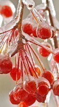 Berries,Plantas para Apple iPod touch 2G