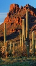 Montanhas,Cactus,Paisagem para Samsung Galaxy S5