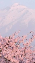 Baixar a imagem para celular Montanhas,Paisagem,Sakura grátis.