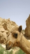 Baixar a imagem para celular Animais,Montanhas,Camelos grátis.