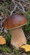 Cogumelos,Plantas