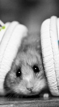 Hamsters,Fones de ouvido,Animais
