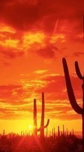 Baixar a imagem 240x320 para celular Paisagem,Cactus,Pôr do sol,Céu,Sol grátis.