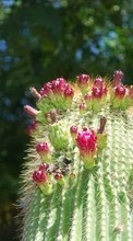 Baixar a imagem 1024x600 para celular Plantas,Cactus grátis.