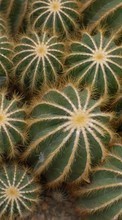 Baixar a imagem 128x160 para celular Plantas,Cactus grátis.