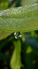 Plantas,Folhas,Drops para Sony Xperia Z5
