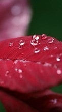 Drops,Folhas,Plantas para HTC Explorer
