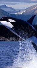 Baixar a imagem 128x160 para celular Animais,Água,Peixes,Baleias,As orcas grátis.