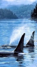 Baixar a imagem para celular Animais,Paisagem,Mar,As orcas grátis.