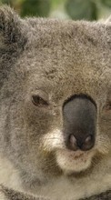 Baixar a imagem 800x480 para celular Animais,Koalas grátis.