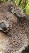 Animais,Koalas para Huawei Honor 3C 4G