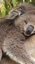 Baixar a imagem para celular Animais,Koalas grátis.