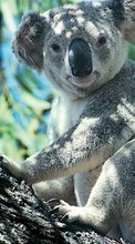 Animais,Koalas para Sony Ericsson Xperia ray