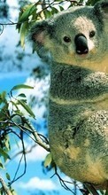 Baixar a imagem para celular Koalas,Animais grátis.