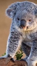 Baixar a imagem para celular Koalas,Animais grátis.