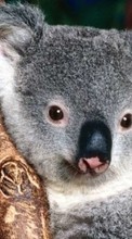 Baixar a imagem para celular Animais,Koalas grátis.