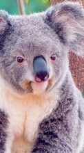 Baixar a imagem 320x480 para celular Animais,Koalas grátis.
