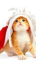 Baixar a imagem 320x480 para celular Férias,Animais,Gatos,Ano Novo,Natal,Cartões postais grátis.