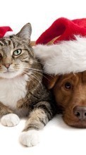 Baixar a imagem para celular Férias,Animais,Gatos,Cães,Ano Novo,Natal grátis.