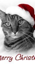 Baixar a imagem 1024x768 para celular Férias,Animais,Gatos,Ano Novo,Natal grátis.