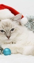 Férias,Animais,Gatos,Ano Novo,Natal para Sony Ericsson W350