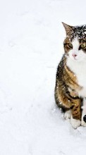 Baixar a imagem para celular Animais,Inverno,Gatos,Neve grátis.