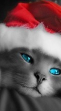 Baixar a imagem para celular Férias,Animais,Gatos,Ano Novo,Natal grátis.