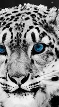 Baixar a imagem para celular Animais,Inverno,Gatos,Snow Leopard grátis.