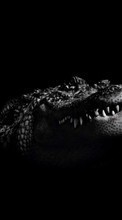 Baixar a imagem 240x320 para celular Animais,Crocodiles grátis.