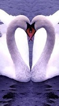 Baixar a imagem para celular Animais,Aves,Corações,Swans,Amor,Dia dos namorados grátis.