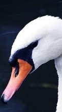 Baixar a imagem 360x640 para celular Animais,Aves,Swans grátis.
