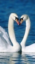 Baixar a imagem para celular Animais,Aves,Swans grátis.