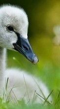 Swans,Aves,Animais para Nokia 108