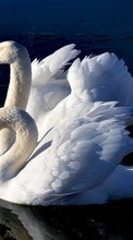 Swans,Aves,Animais para Lenovo A316i