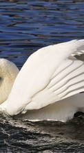 Baixar a imagem para celular Swans,Aves,Animais grátis.
