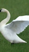Baixar a imagem para celular Swans,Aves,Animais grátis.