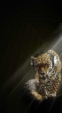 Baixar a imagem 320x240 para celular Engraçado,Música,Animais,Leopards grátis.
