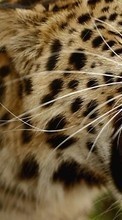 Baixar a imagem para celular Leopards,Gatos,Animais grátis.