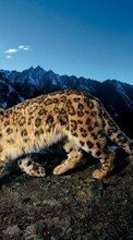 Baixar a imagem para celular Leopards,Tigres,Animais grátis.