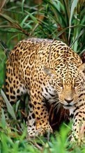 Baixar a imagem 240x400 para celular Animais,Leopards grátis.