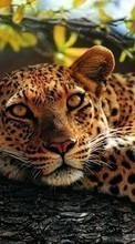 Baixar a imagem 1024x768 para celular Animais,Leopards grátis.