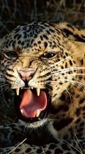 Baixar a imagem 128x160 para celular Animais,Leopards grátis.