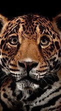 Animais,Leopards para LG G Pad 8.0 V490