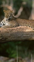 Animais,Leopards para LG Nexus 5 D821