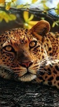 Leopards,Animais para Huawei Ascend G700